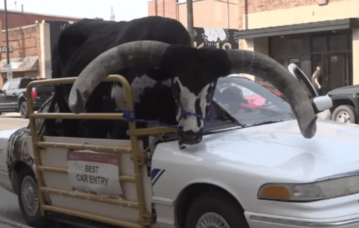 Touro gigante é transportado no banco do passageiro de carro nos EUA