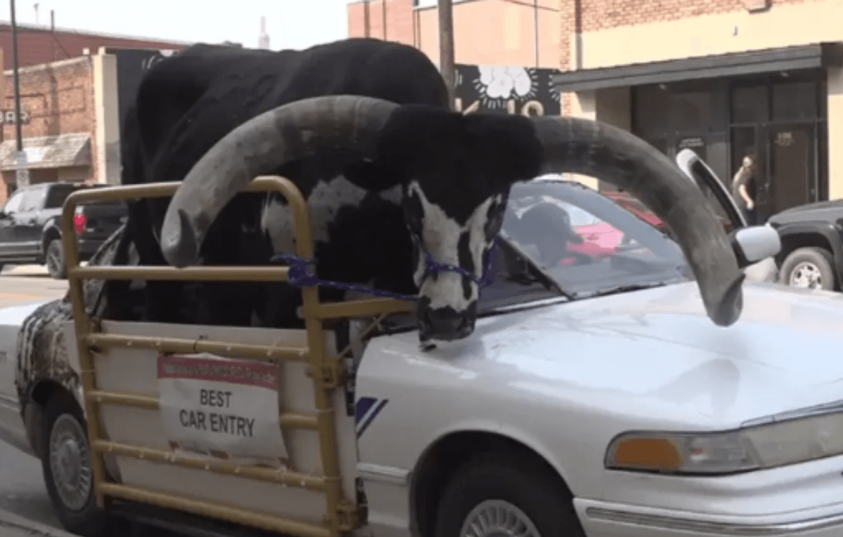 Touro gigante é transportado no banco do passageiro de carro nos