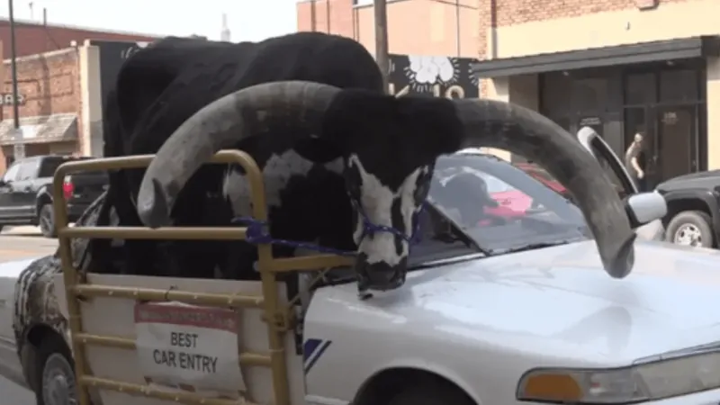 Touro gigante é transportado no banco do passageiro de carro nos EUA