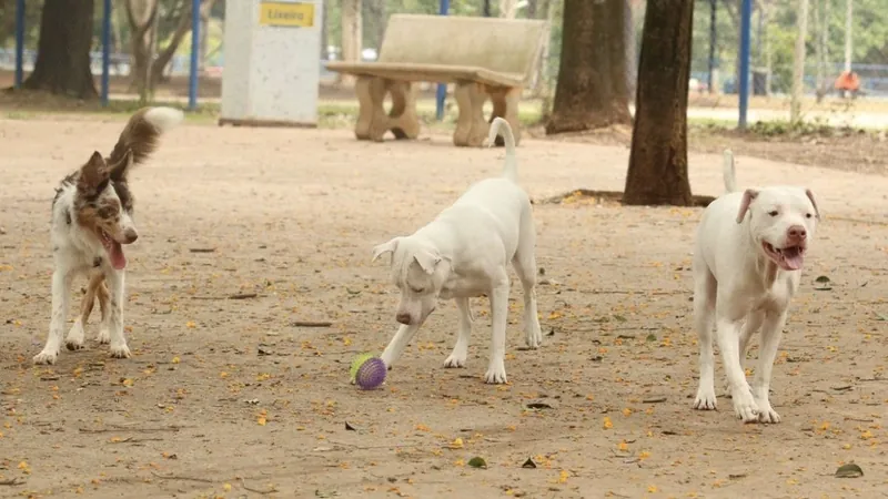 SP investiga primeiro diagnóstico de raiva canina desde 1983