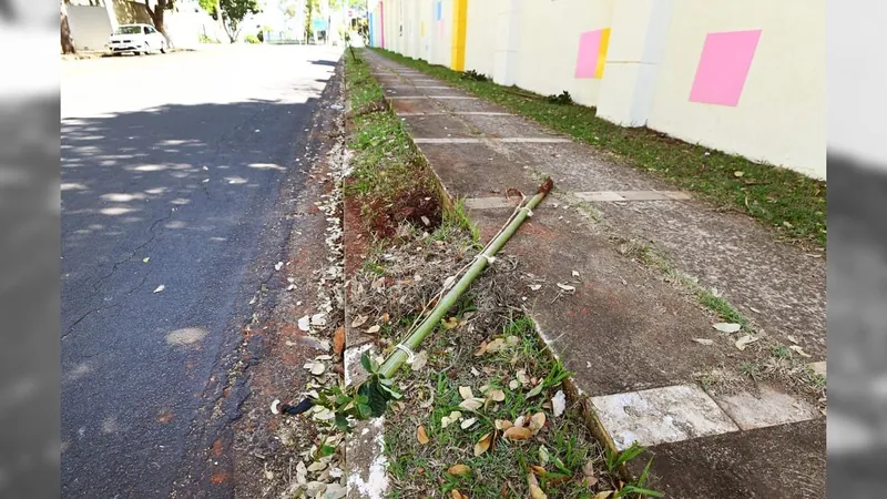 Árvores recém-plantadas são vandalizadas no bairro Taquaral, em Campinas