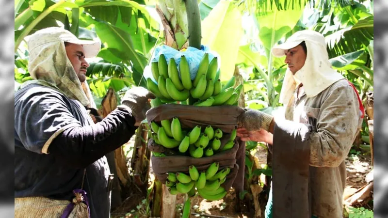 Valor da Produção Agropecuária é atualizado para R$ 1,142 trilhão