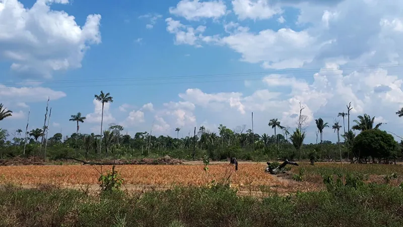 Pecuarista é multado em R$ 292 milhões por desmatamento na Amazônia