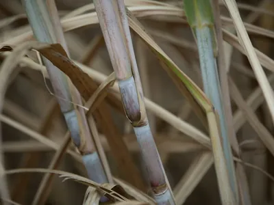  Brasil encerra safra de cana com recorde na produção de açúcar e etanol