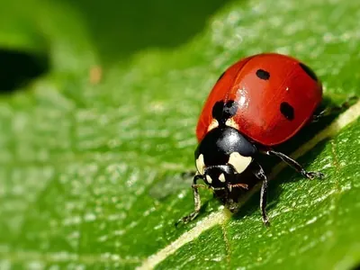 Agrotóxicos naturais, bioinsumos podem beneficiar agricultura e consumidores