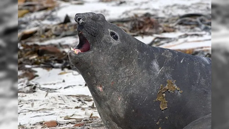 Argentina confirma primeiro caso de gripe aviária em elefante marinho