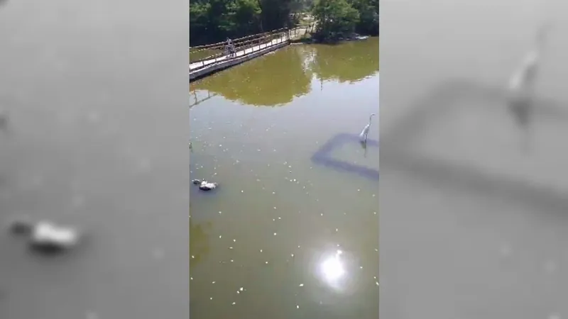 Despejo de esgoto irregular causa morte de peixes na Lagoa Piratininga