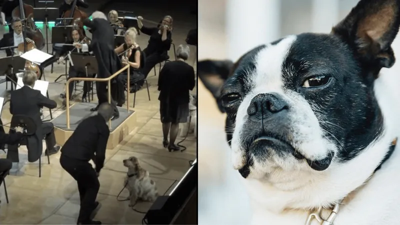 Orquestra da Dinamarca escala cachorros para participar de concerto