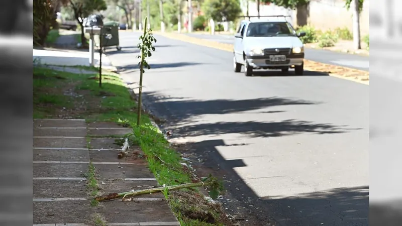 Moradora manda jardineiros arrancarem mudas de árvores no Taquaral, em Campinas