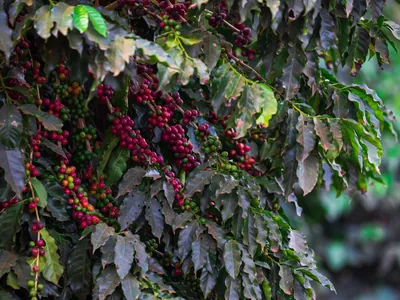 Chuvas favorecem lavouras de café arábica e robusta, diz Cepea