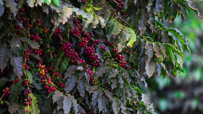 Chuvas favorecem lavouras de café arábica e robusta, diz Cepea