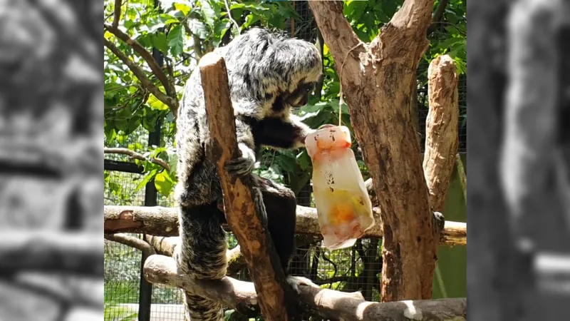 Animais recebem picolés para espantar calorão