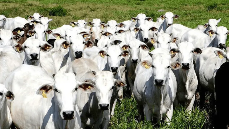 Rebanho bovino cresce e alcança novo recorde na série histórica