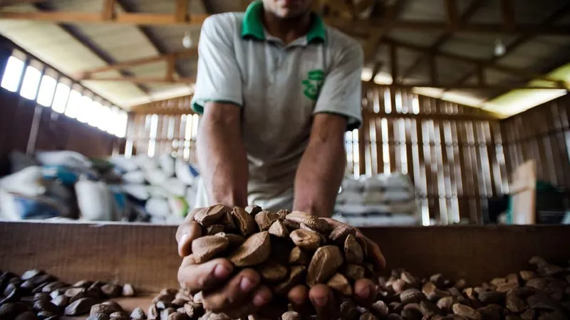 Mercado de R$ 35 bi: castanha-do-brasil vai do cosmético à versão de leite em pó