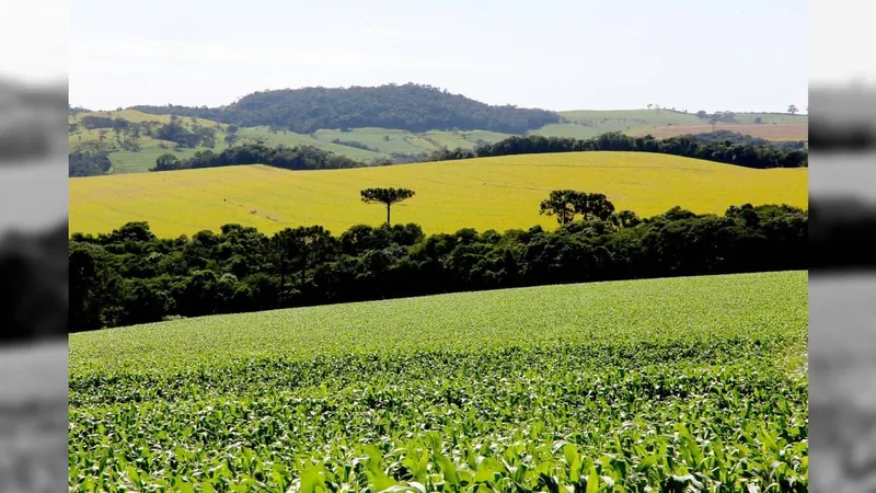 PIB do Paraná cresce 8,6% no primeiro semestre impulsionado pela safra agrícola