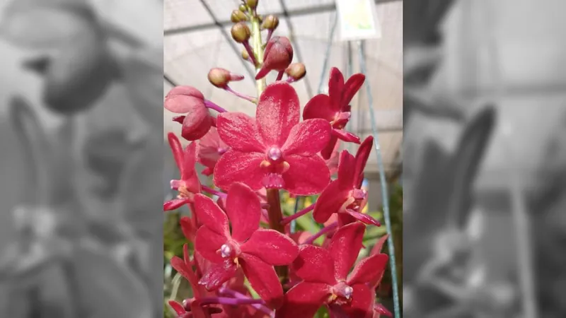 Jardim Botânico e Museu da República realizam pesquisas sobre plantas epífitas