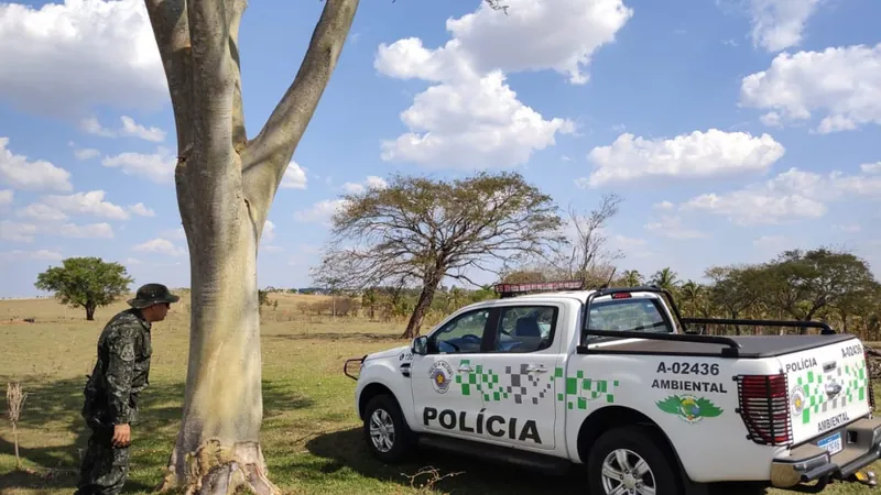 A polícia constatou que foram cortadas 53 árvores