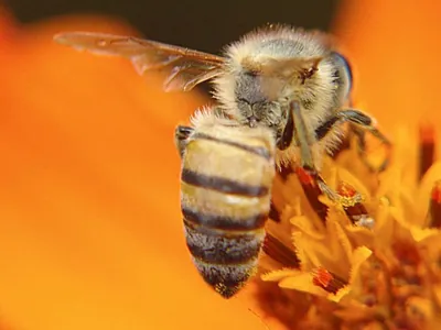 Começou a temporada de reprodução das abelhas; entenda a importância