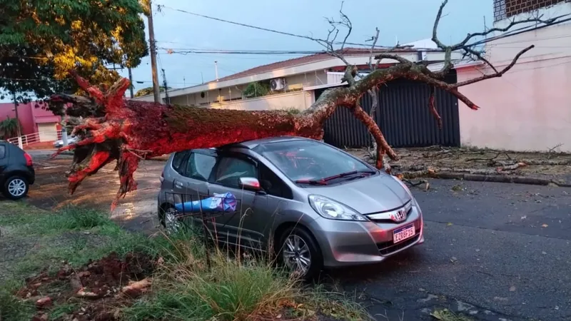 Temporal na região de Campinas provoca queda de árvores e lentidão em rodovias