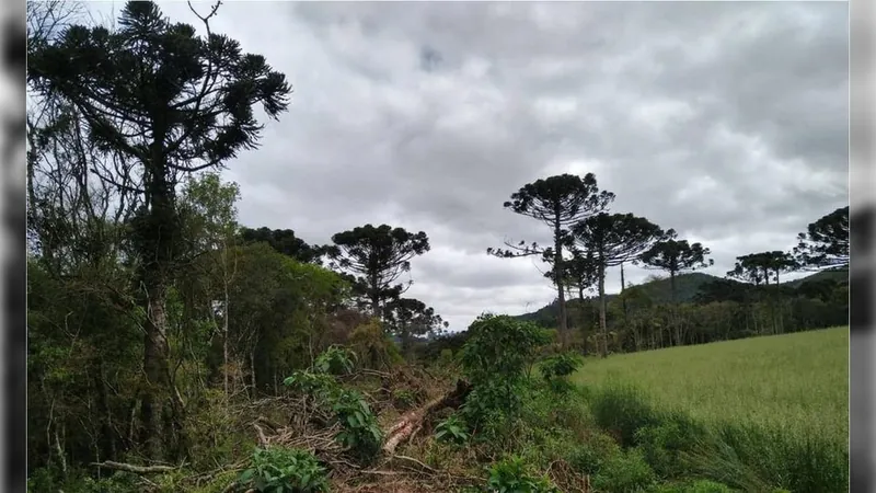 Senado aprova texto que regulamenta mercado de carbono