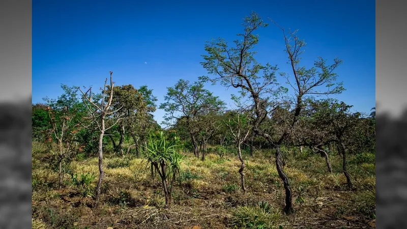 Mudanças climáticas pressionam por mais irrigação no Cerrado