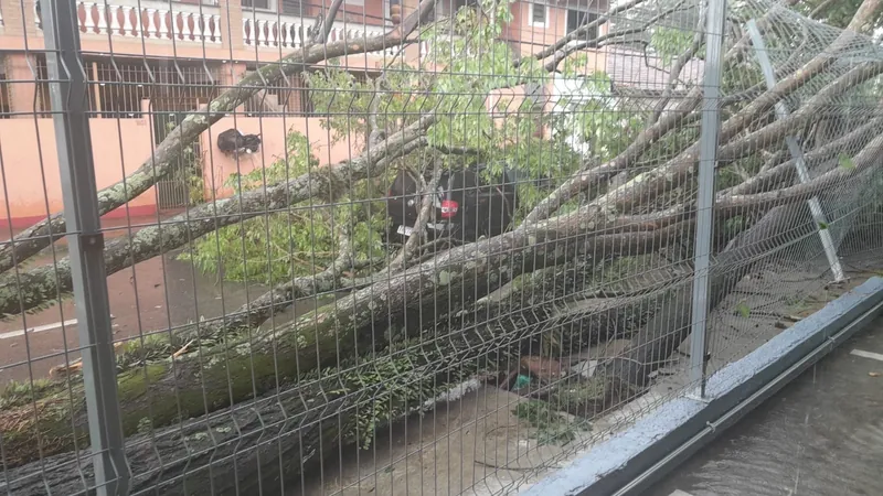 São José dos Campos registra quedas de árvores após forte chuva