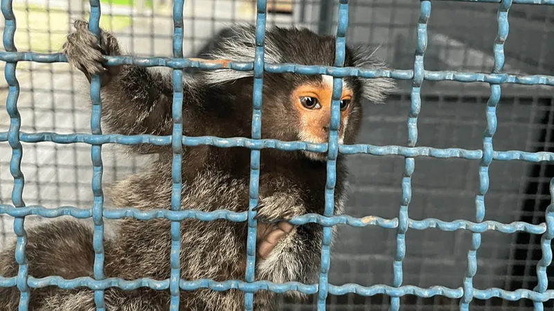 Polícia Ambiental resgata macaco de cativeiro em Caraguatatuba