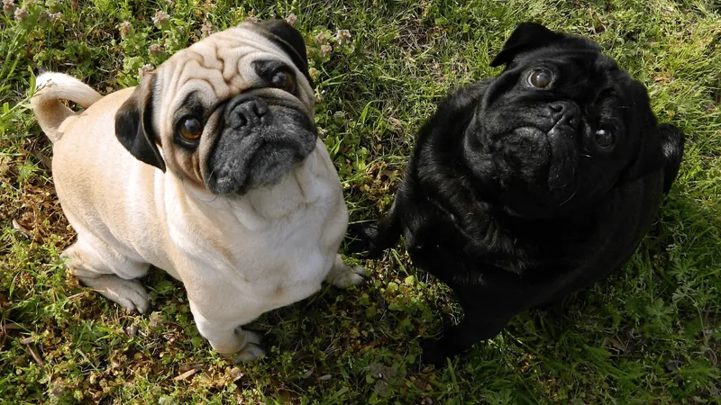 Polipet promove encontro de pugs neste sábado