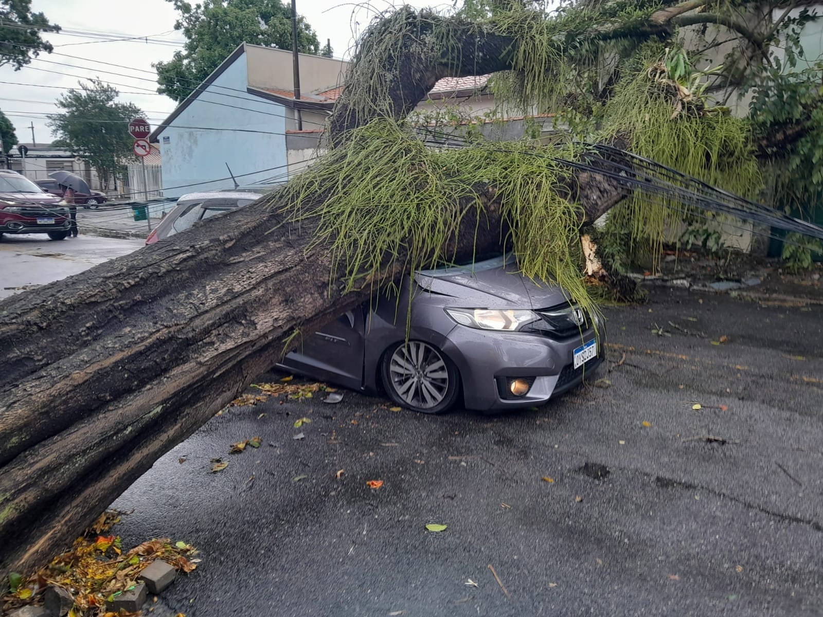 Chuva Forte Com Ventania Derruba árvores Em São José Dos Campos