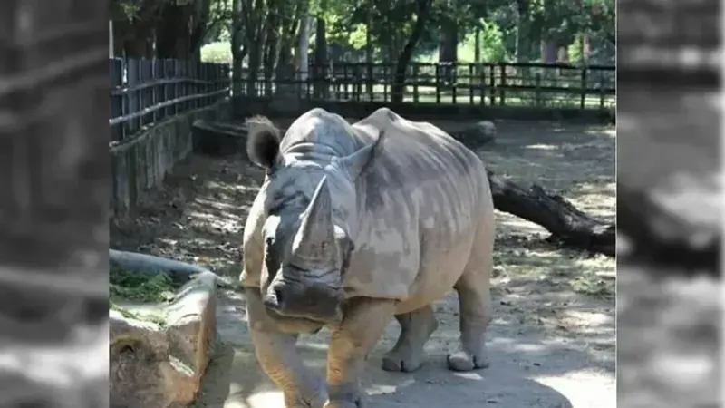 Rinoceronte do zoológico de BH morre aos 53 anos