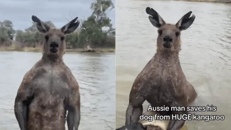 Homem luta com canguru maromba que tentou afogar seu cachorro