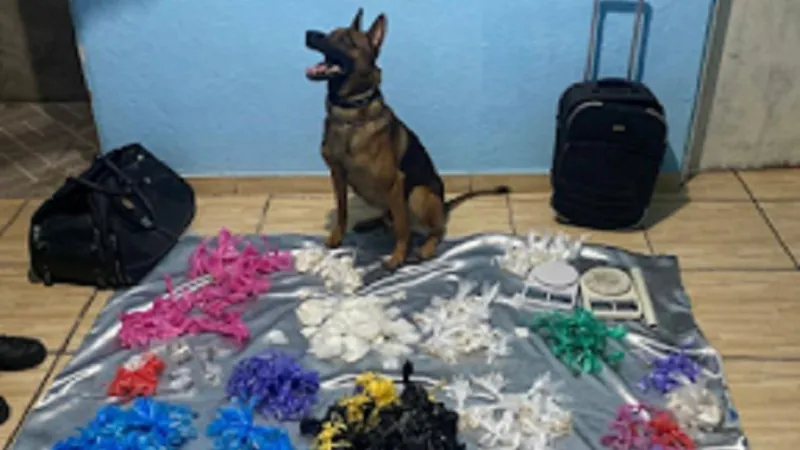 Cão farejador ajuda Polícia Militar a apreender quase 2 mil porções de drogas