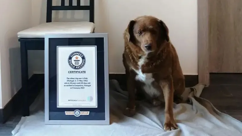 Morre Bobi, cão mais velho do mundo segundo Guinness