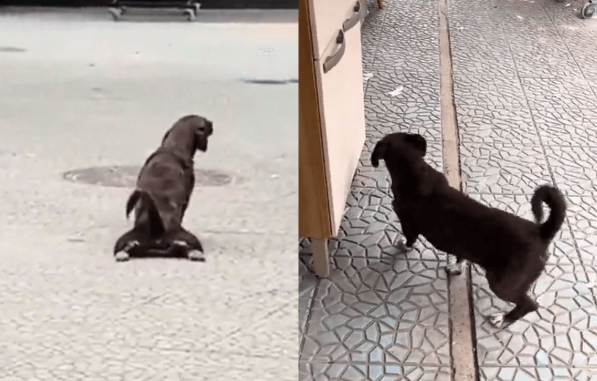 O perrengue, o emperrado e outras cachorradas