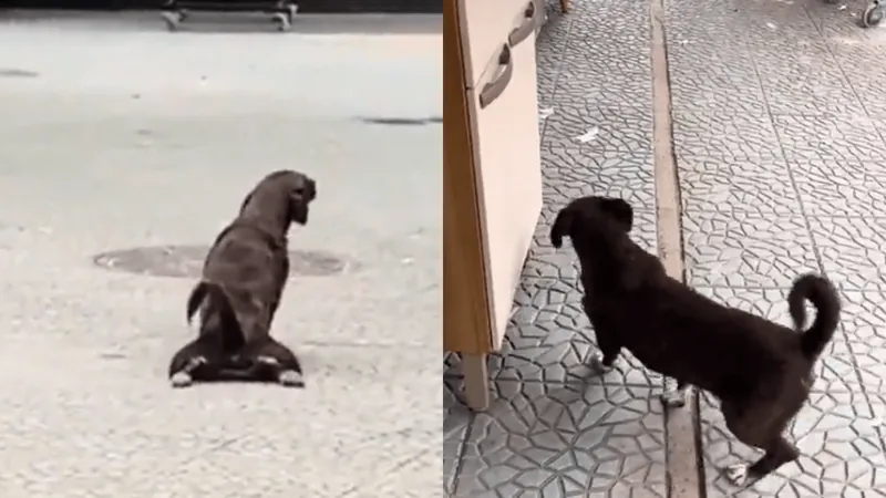 Cachorro picareta finge estar machucado e anda se arrastando para ganhar comida