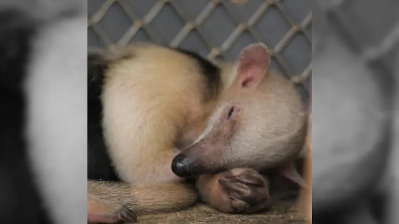 Nasce filhote de Tamanduá-Mirim no Zoológico de BH