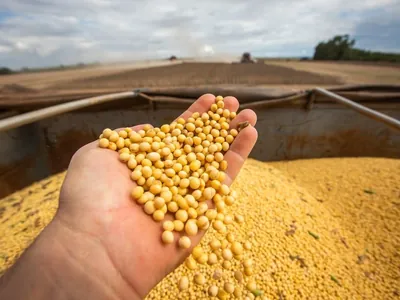 USDA projeta queda na safra brasileira de soja