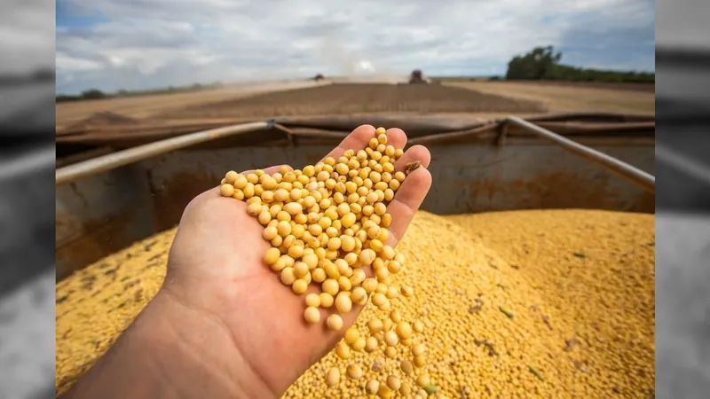 Clima: El Niño causa perdas irreversíveis na produção de soja no Brasil