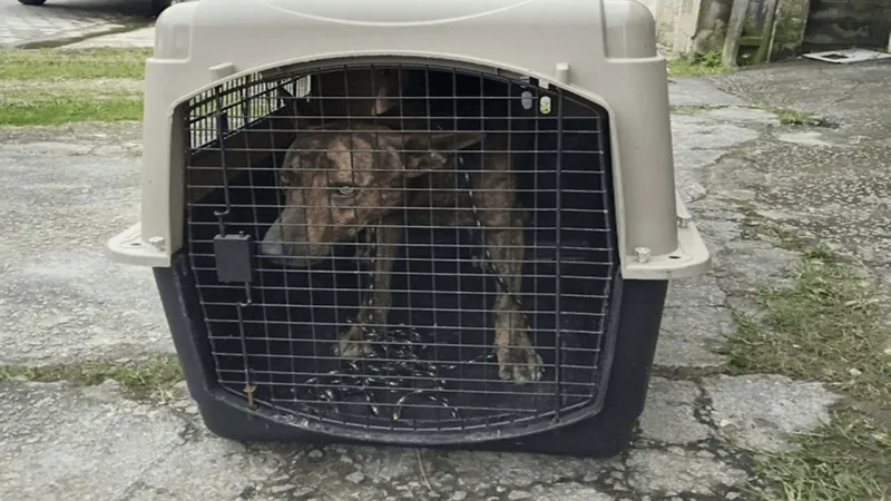 PM Ambiental flagra cachorro em situação de maus-tratos em Caraguatatuba