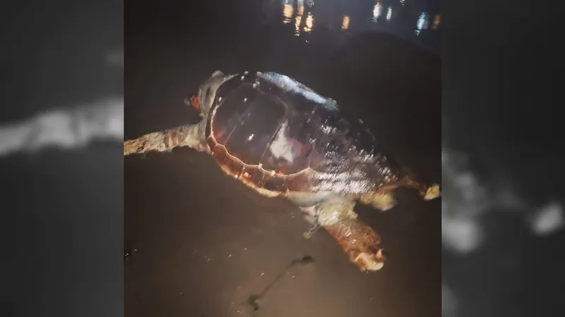 Pelo menos 5 tartarugas foram mortas após serem atropeladas no canal da Joatinga