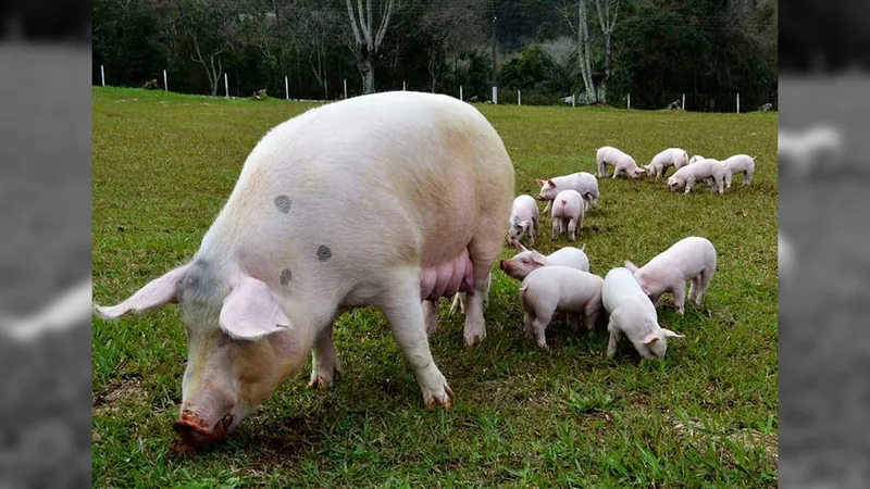 Brasil tem o menor custo de produção de suínos entre 17 países