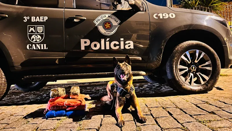 Cão da Polícia Militar localiza mais de 11 quilos de maconha em Lorena