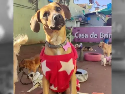 Após ser reprovado por creche, vira-lata caramelo ganha fama e vida nova