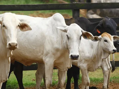 Mato Grosso exporta 317,4 mil toneladas de carne bovina