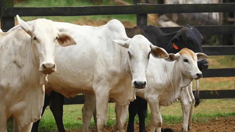 Mato Grosso exporta 317,4 mil toneladas de carne bovina