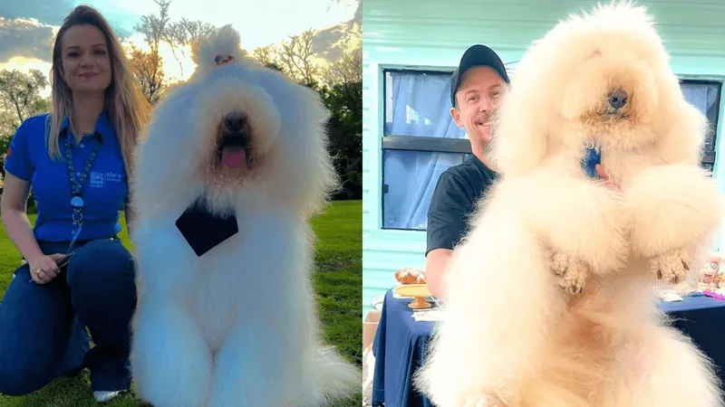 Poodle gigante de 30kg e 1,5 m de altura faz sucesso nas redes sociais