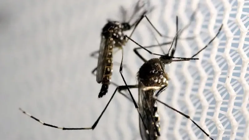 Estudo aponta que chikungunya pode aumentar em até oito vezes o risco de morte