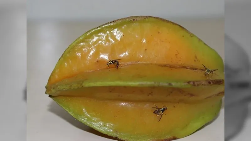 Praga mosca-da-carambola impõe emergência fitossanitária em 4 estados