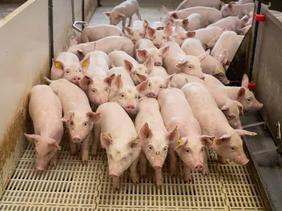 Carne suína: China importa mais de 100 mil toneladas, aponta ABPA