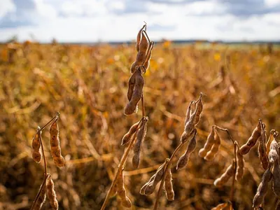 Soja deve ocupar 46,8 milhões de hectares no Brasil na próxima safra